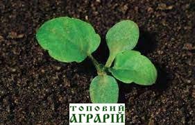 фото фіалка польова